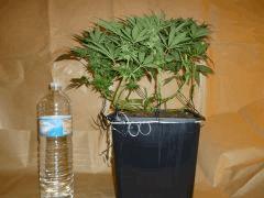 1212 32 CBD Therapy (2)