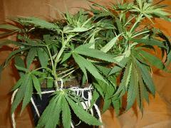 12/12 +18 Medicrtical (1)