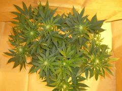 12/12 +18 Medical Buddha (3)