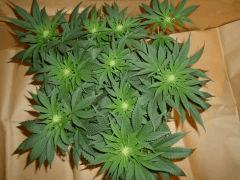 12/12 +18 Durga Mata 2 CBD (3)