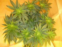 12/12 +11 Durga Mata 2 CBD (1)