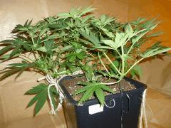 12/12 +18 Medical Buddha (2)