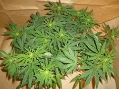 12/12 +18 Medicrtical (2)