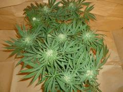 1212 41 Medicritical (6)