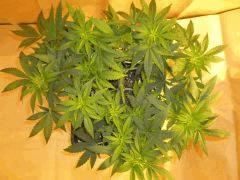 12/12 +11 Medical Buddha (2)