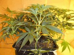 12/12 +18 CBD Blue Shark (4)