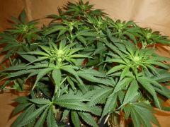 12/12 +18 CBD Blue Shark (3)