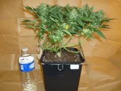 1212 41 CBD Blue Shark (5)