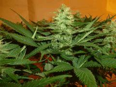 1212 41 CBD Blue Shark (2)
