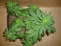 C 28 CBD Therapy (3)