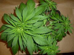 C 28 CBD Blue Shark (3)