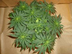 12/12 +11 CBD Blue Shark (2)
