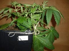 C 28 ThunderStruk 2 (5)