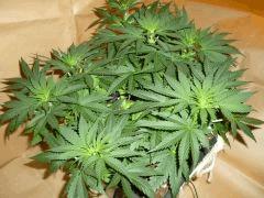 12/12 +11 Pakistan Valley (1)