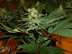 1212 41 Durga Mata 2 CBD (5)