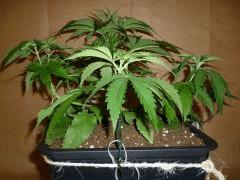 C 28 CBD Blue Shark (2)
