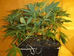 12/12 +18 CBD Therapy (2)