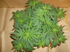 12/12 +11 Medicritical (2)
