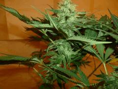 1212 41 CBD Blue Shark (1)