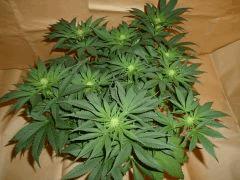 12/12 +18 Durga Mata 2 CBD (1)