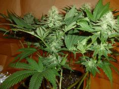 1212 41 Durga Mata 2 CBD (1)