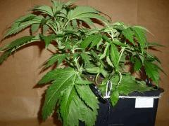 C 28 CBD Blue Shark (1)