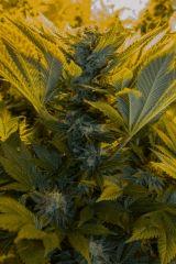 Bubba Kush