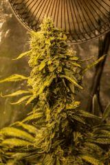 Tangerine Dream