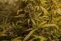 Cookies Kush