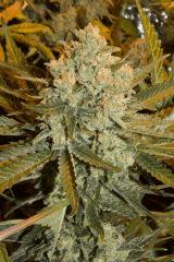 Cookies Kush