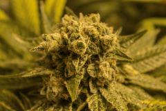 Bubba Kush