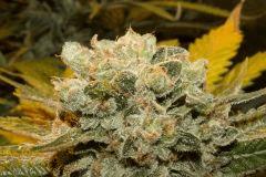 Bubba Kush
