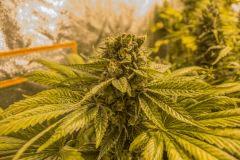 Bubba Kush