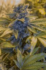 Bubba Kush
