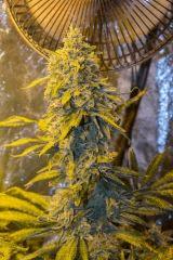 Tangerine Dream