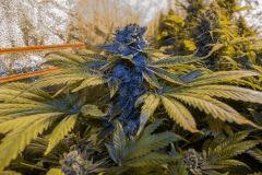 Bubba Kush