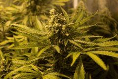 Cookies Kush
