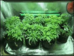 C 42 02 04 (3)
