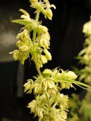 Bugged, tricho-mâle