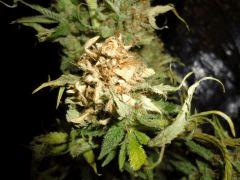 Divine 2 full seed