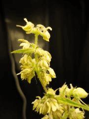 Bugged, tricho-mâle