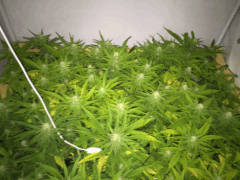 CRITICAL   2.0