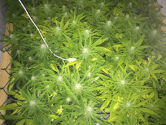CRITICAL   2.0