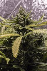 FLO+72 2 Cookies + 1 Tangerine Dream