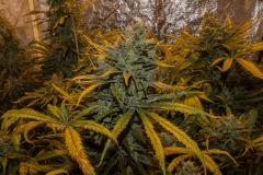 Cookies Kush