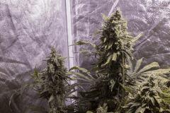 Tangerine Dream