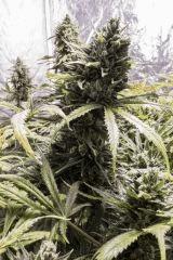 Cookies Kush