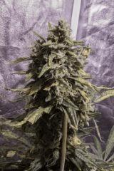 Tangerine Dream