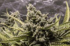 Cookies Kush