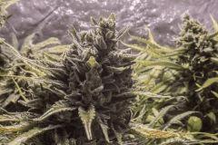 Cookies Kush